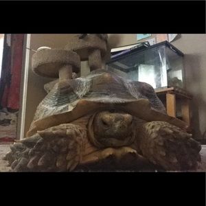 Meet your Posher, Sailor